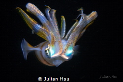 Bigfin reef squid by Julian Hsu 